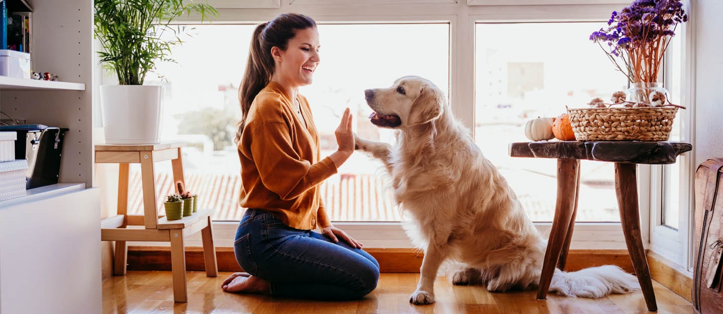 Pet-Friendly Hotels: Tips for Traveling with Furry in UAE