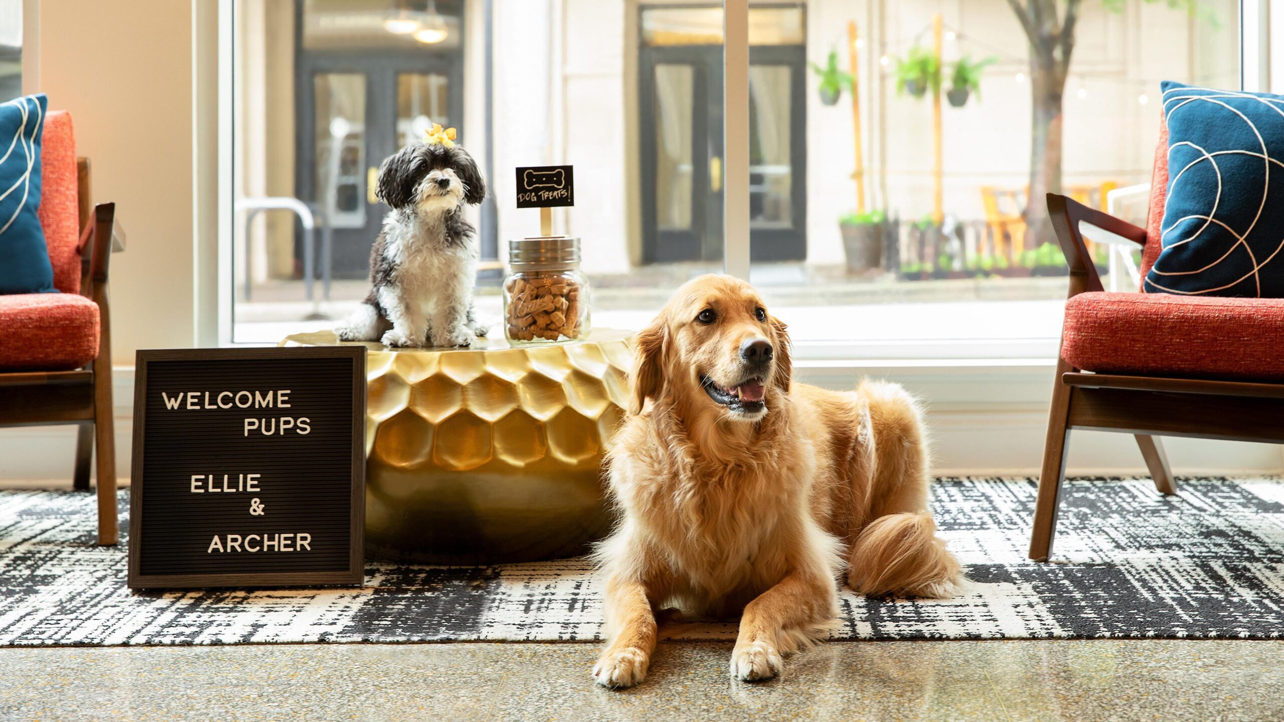 Top Pet Friendly Hotels Dubai – 2026 Guide