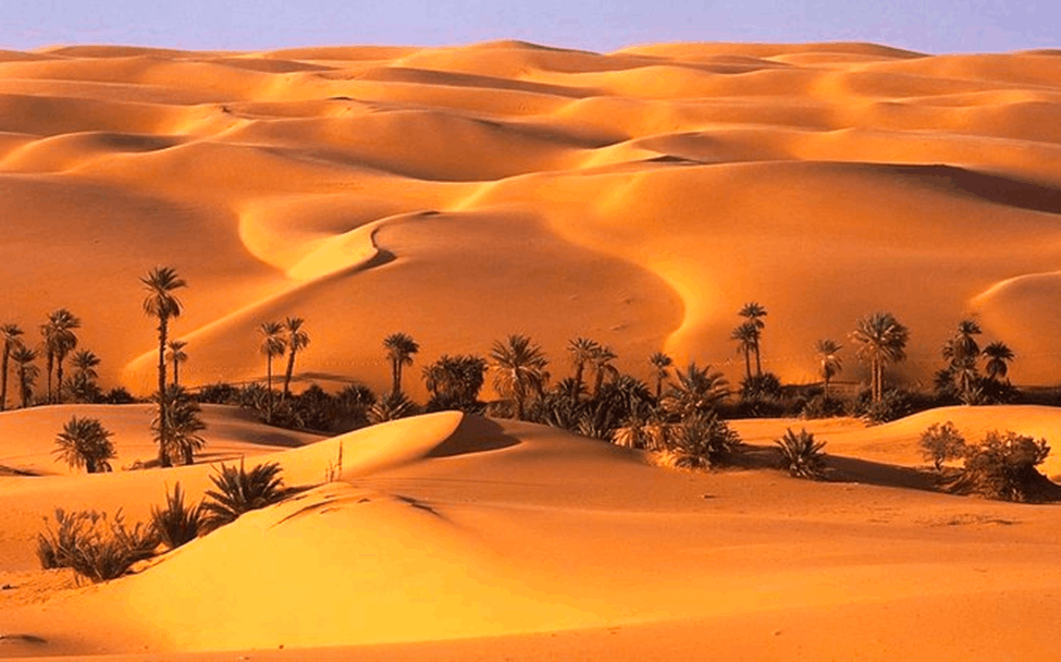 UAE Oasis: Complete Travel Guide (2026)