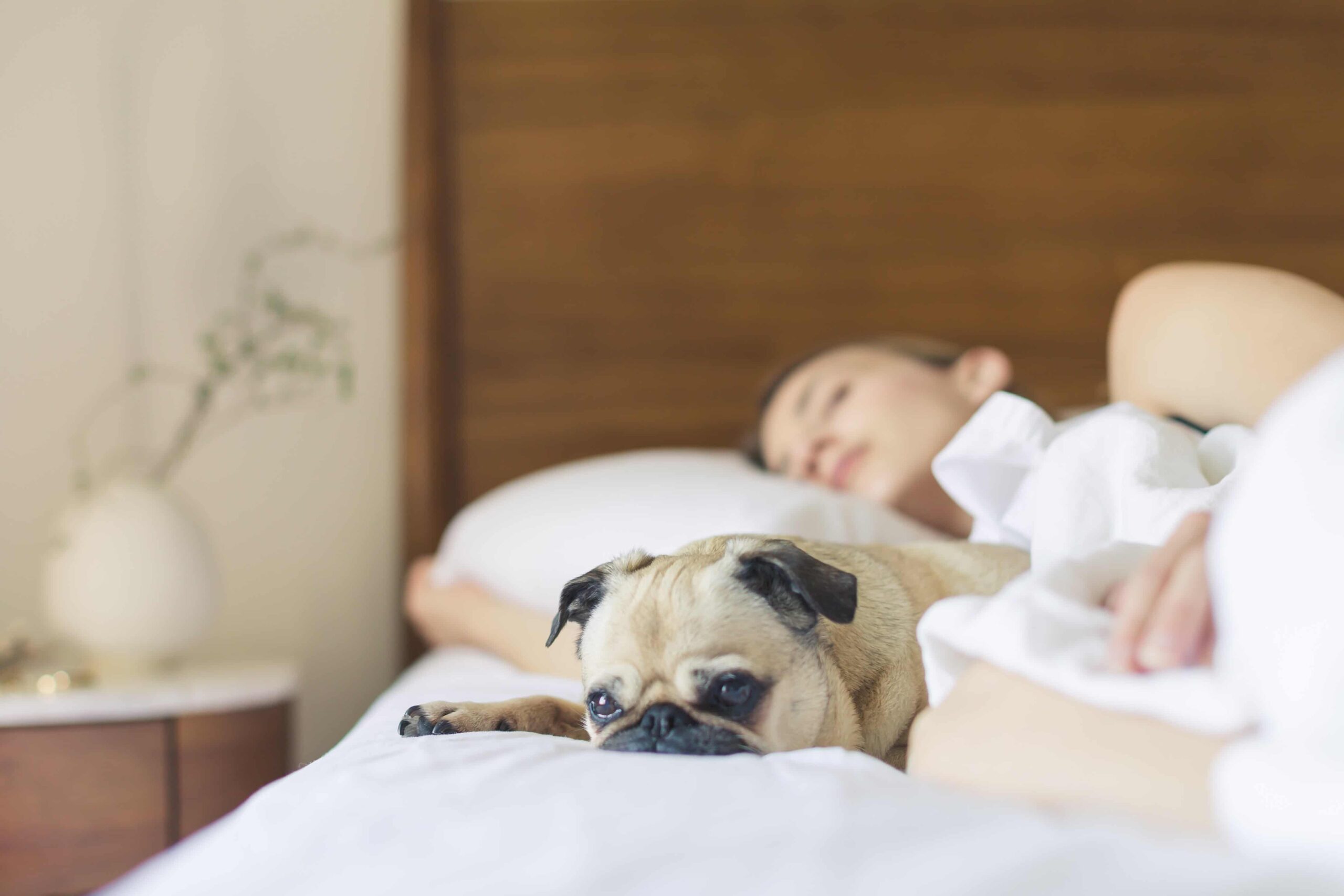 Pet friendly hotels UAE: Extended Stay with Your Furry Friend